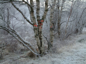 Su Grierson, Tree mark image. Frost