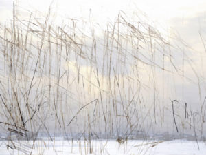 Su Grierson, ’Grasses’ a composite image Giclee print on paper.