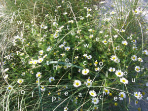 4-Su-Grierson-White-weeds-are-the-colour-of-peace